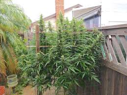 Durban Poison Marijuana Plant