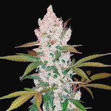 Girl Scout Cookie Marijuana Plant